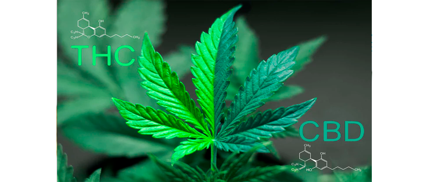 Wie wirkt Cannabis auf den Körper?